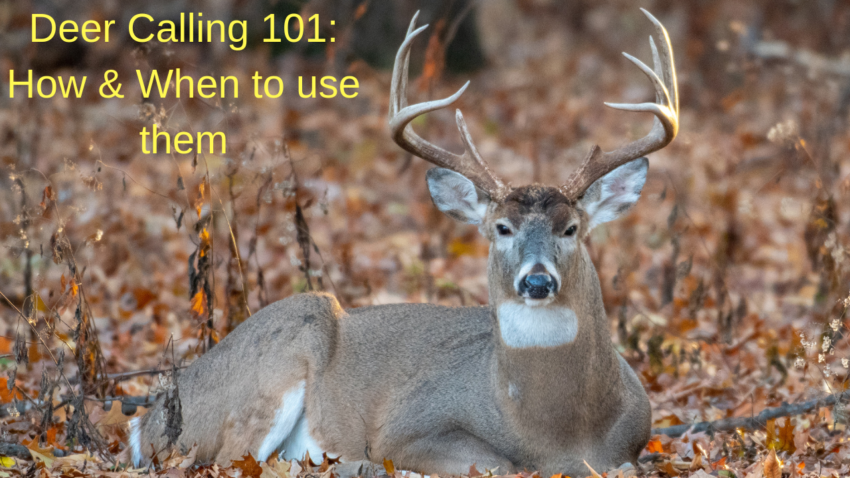 Deer Calling 101: How and When to use them - FEATHERNETT OUTDOORS