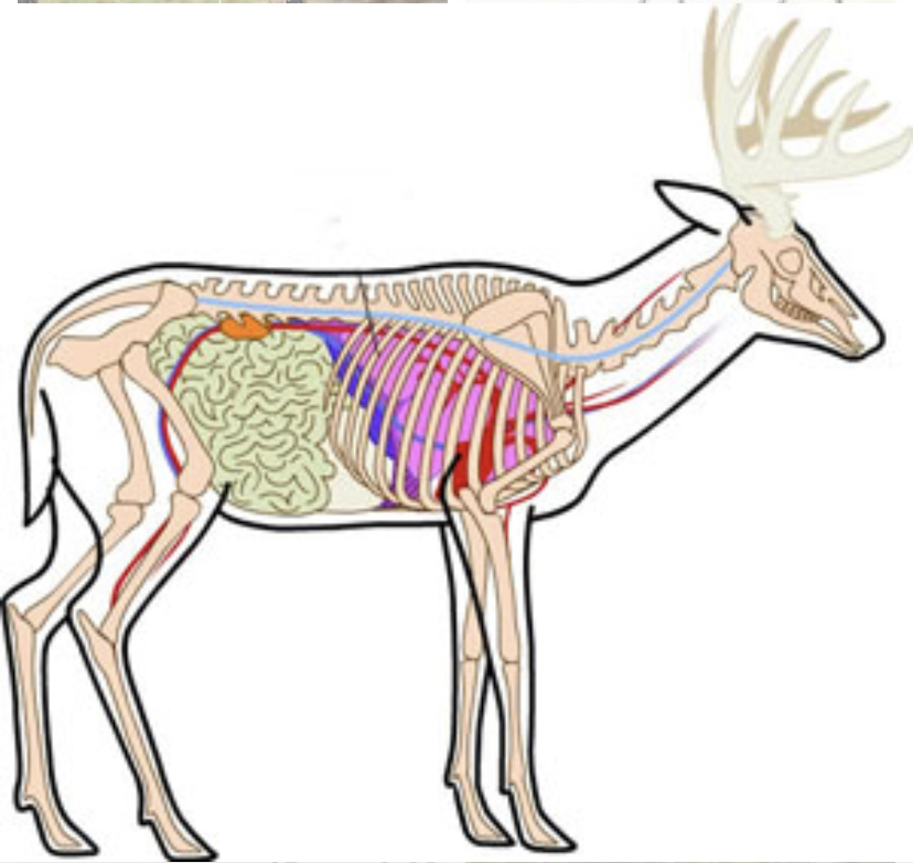 Орган оленя. Анатомия лося скелет. Внутренние органы оленя. Организм оленя.