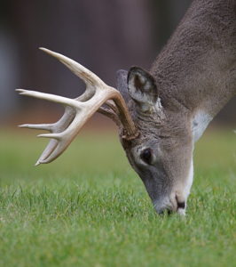 Deer eat corn. Deer smell well. Soak the air with a fresh corn spray