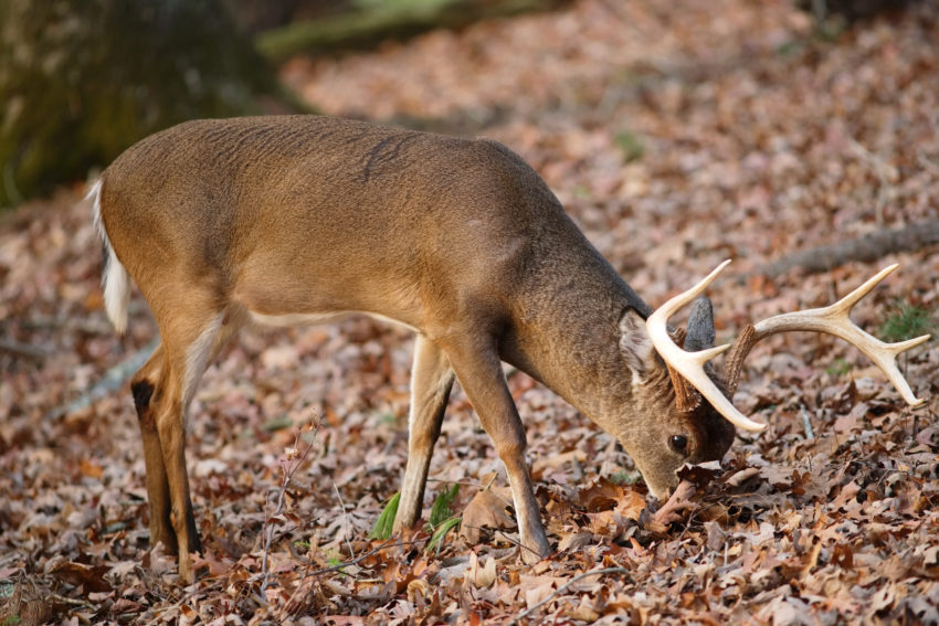 15-cheap Homemade Deer Attractant 