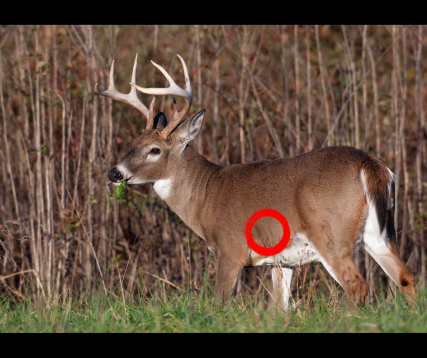 The Best Shot Placement To Hit Deer Vitals Every Time Never Miss Again Feathernett Outdoors 5707