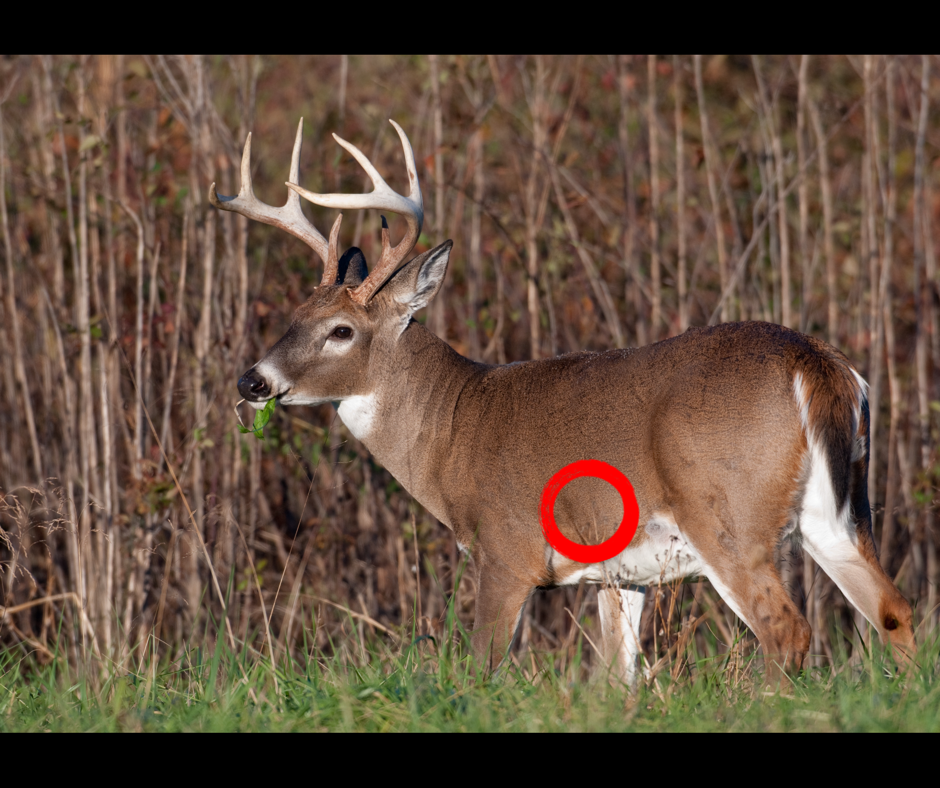 The Best Shot Placement To Hit Deer Vitals Every Time Never Miss