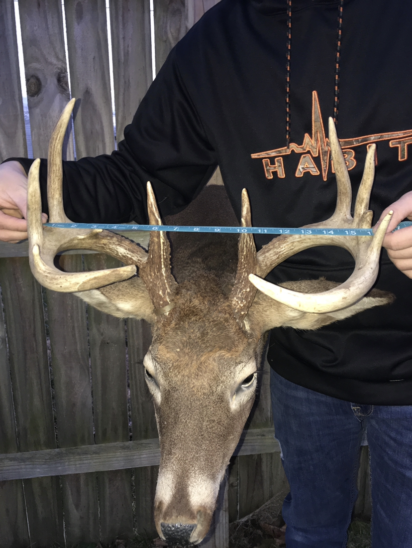 Measuring Whitetail Deer Antlers